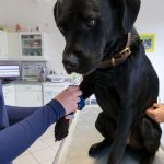 Ein Hund bei der Untersuchung in der Tierarztpraxis Paeger