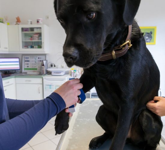 Ein Hund bei der Untersuchung in der Tierarztpraxis Paeger