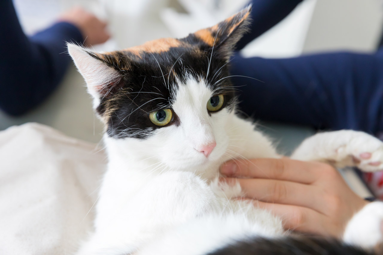 Eine Katze bei der Untersuchung in der Tierarztpraxis Paeger