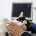 Eine Katze beim Ultraschall in der Tierarztpraxis Paeger