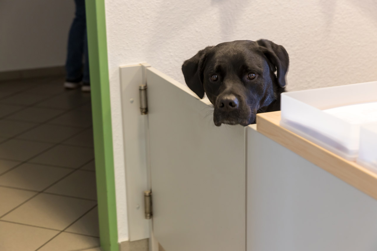 Ein Hund und die Klapptür in der Tierarztpraxis Paeger