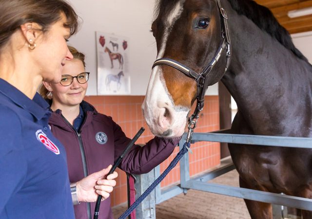 Ein Pferd wird untersucht - Tierarztpraxis Paeger