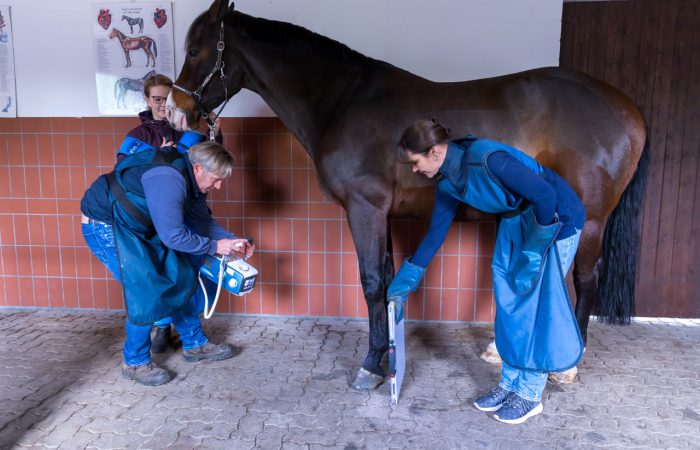Eine Röntgenuntersuchung bei einem Pferd in der Tierarztpraxis Paeger