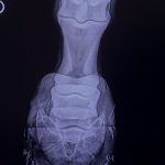 Ein Röntgenbild eines Pferdehufes in der Tierarztpraxis Paeger