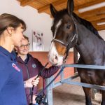 Ein Pferd wird untersucht - Tierarztpraxis Paeger